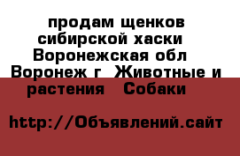 продам щенков сибирской хаски - Воронежская обл., Воронеж г. Животные и растения » Собаки   